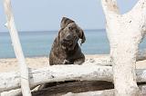 CANE CORSO 242